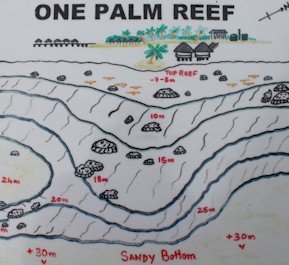 Palm Reef
